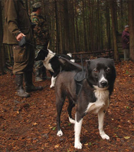 Garmin Astra - GPS-система слежения за собаками для охотников и спортсменов